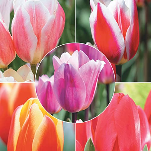 Pflegeleichte, Winterharte, Sehr Bienenfreundlich, Garten, Vielfarbige Luftreinigende Zimmer, Balkon, Tulpen Rhizome, Top - -10zwiebelns-G Pflegeleichte, Winterharte, Sehr Bienenfreundlich, Garten, Vielfarbige Luftreinigende Zimmer, Balkon, Tulpen Rhizome, Top - -10zwiebelns-G von VNGMXF