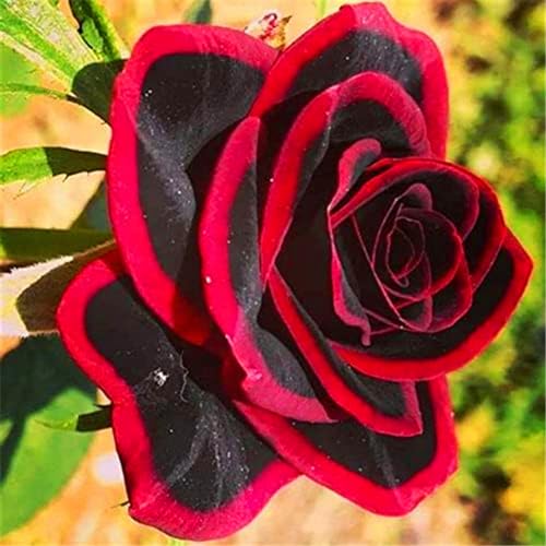 Ronsen, Garten, Blühende Zimmer, gemischte Farben gesunde Garten, Balkon, Sehr Bienenfreundlich, 1bulbs-G von VNGMXF