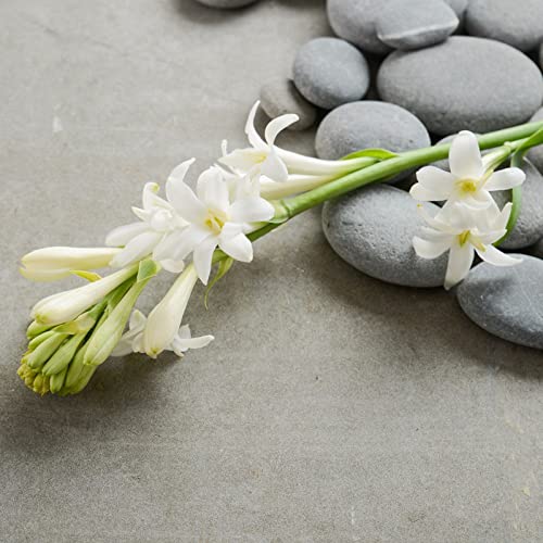 Schnell-Wachsend, Ideale Garten, Nachhaltige Geschenke Garten, Gartendekoration, Sehr Exklusiv, Gartendeko FüR DraußEn, Seltene, 15Tuberose -B von VNGMXF