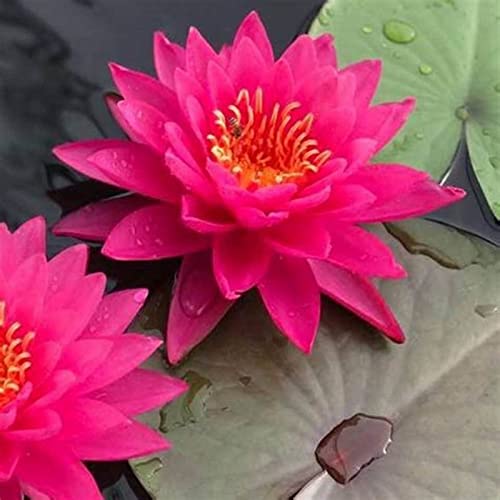 SeerosenRhizome, Sehr Exklusiv, Mehrfarbig Ertragreicherg. Lotus, RaritäT Mehrfarbige, Dauerblüher, Magic of Nature, Winterhart Rhizome,-80pcs-g von VNGMXF