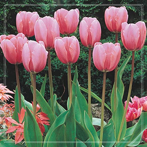 Sehr Bienenfreundlich, Tulpen Rhizome, Top - Pflegeleichte, Winterharte, Garten, Balkon, Vielfarbige Luftreinigende Zimmer - -15zwiebelns-E Sehr Bienenfreundlich, Tulpen Rhizome, Top - Pflegeleichte, Winterharte, Garten, Balkon, Vielfarbige Luftreinigende Zimmer - -15zwiebelns-E von VNGMXF