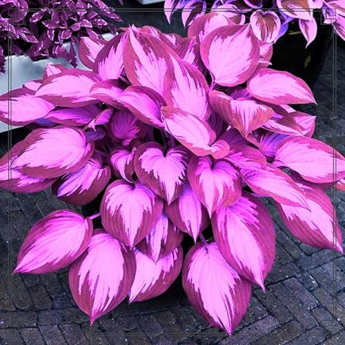 Sehr Exklusiv, Einfach Anzubauen, Bienenfreundlich, Mehrfarbig Ertragreicherg. Garten, Winterhart AußEnbereich, Balkon, Pflegeleicht,-8Hosta -E Sehr Exklusiv, Einfach Anzubauen, Bienenfreundlich, Mehrfarbig Ertragreicherg. Garten, Winterhart AußEnbereich, Balkon, Pflegeleicht,-8Hosta -E von VNGMXF
