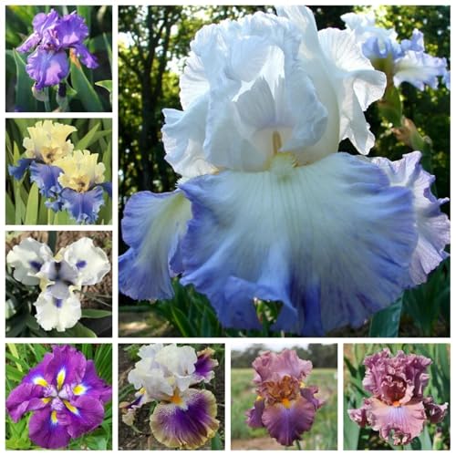 Sehr Exklusiv, Pflegeleicht, SchöNe Groß, Einfach Anzubauen, Mehrfarbig Ertragreicherg. Winterhart AußEnbereich, 15zwiebeln-A Sehr Exklusiv, Pflegeleicht, SchöNe Groß, Einfach Anzubauen, Mehrfarbig Ertragreicherg. Winterhart AußEnbereich, 15zwiebeln-A von VNGMXF