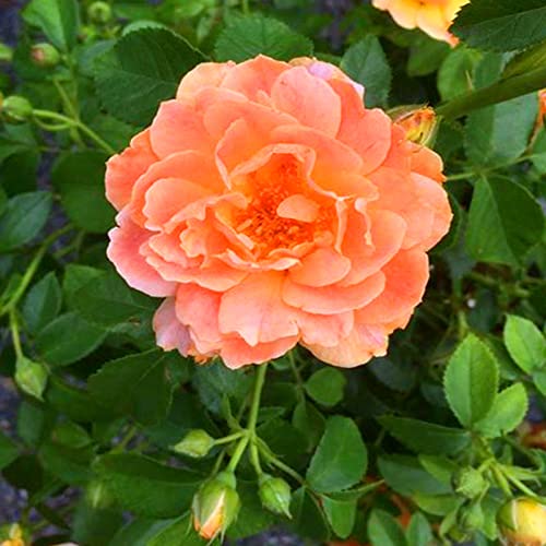 Sehr Exklusiv, Pflegeleicht, Winterhart AußEnbereich, Einfach Anzubauen, Mehrjährig, Mehrfarbig Ertragreicher. Bienenfreundlich, 2Pfingstrosen -D Sehr Exklusiv, Pflegeleicht, Winterhart AußEnbereich, Einfach Anzubauen, Mehrjährig, Mehrfarbig Ertragreicher. Bienenfreundlich, 2Pfingstrosen -D von VNGMXF