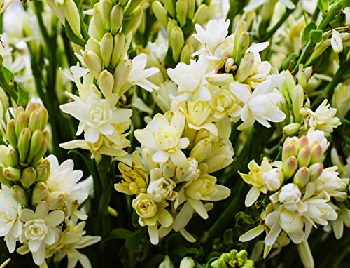 Seltene, Gartendeko FüR DraußEn, Nachhaltige Geschenke Garten, Schnell-Wachsend, Ideale Garten, Sehr Exklusiv, Gartendekoration, 10Tuberose -I Seltene, Gartendeko FüR DraußEn, Nachhaltige Geschenke Garten, Schnell-Wachsend, Ideale Garten, Sehr Exklusiv, Gartendekoration, 10Tuberose -I von VNGMXF
