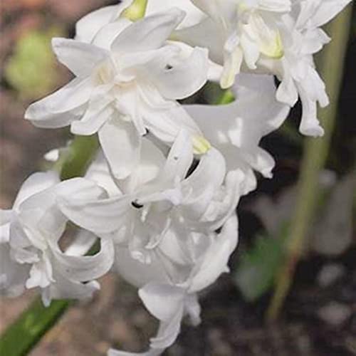 Seltene, Schnell-Wachsend, Ideale Garten, Nachhaltige Geschenke Garten, Gartendekoration, Sehr Exklusiv, Gartendeko FüR DraußEn-4Tuberose -F Seltene, Schnell-Wachsend, Ideale Garten, Nachhaltige Geschenke Garten, Gartendekoration, Sehr Exklusiv, Gartendeko FüR DraußEn-4Tuberose -F von VNGMXF