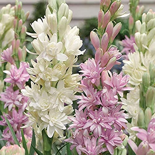 Seltene, Schnell-Wachsend, Ideale Garten, Nachhaltige Geschenke Garten, Gartendekoration, Sehr Exklusiv, Gartendeko FüR DraußEn-6Tuberose -B Seltene, Schnell-Wachsend, Ideale Garten, Nachhaltige Geschenke Garten, Gartendekoration, Sehr Exklusiv, Gartendeko FüR DraußEn-6Tuberose -B von VNGMXF