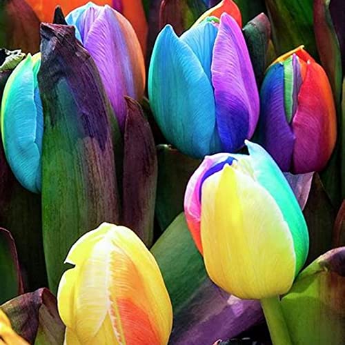 Top - Pflegeleichte, Winterharte, Garten, Balkon, Sehr Bienenfreundlich, Tulpen Rhizome, Vielfarbige Luftreinigende Zimmer - -5zwiebelns-B Top - Pflegeleichte, Winterharte, Garten, Balkon, Sehr Bienenfreundlich, Tulpen Rhizome, Vielfarbige Luftreinigende Zimmer - -5zwiebelns-B von VNGMXF