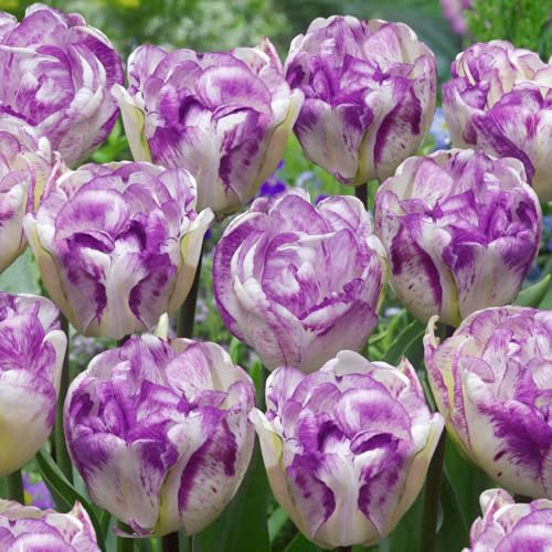 Tulpen Rhizome, Vielfarbige Luftreinigende Zimmer - Top - Pflegeleichte, Winterharte, Garten, Balkon, Sehr Bienenfreundlich-10zwiebelns-J von VNGMXF