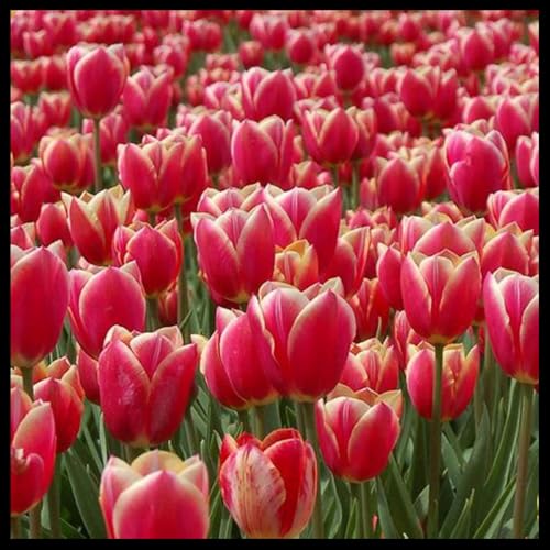 Tulpen Rhizome, Vielfarbige Luftreinigende Zimmer - Top - Pflegeleichte, Winterharte -15zwiebelns-H Tulpen Rhizome, Vielfarbige Luftreinigende Zimmer - Top - Pflegeleichte, Winterharte -15zwiebelns-H von VNGMXF