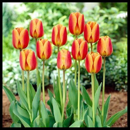 Tulpen Rhizome, Vielfarbige Luftreinigende Zimmer - Top - Pflegeleichte, Winterharte -15zwiebelns-I Tulpen Rhizome, Vielfarbige Luftreinigende Zimmer - Top - Pflegeleichte, Winterharte -15zwiebelns-I von VNGMXF
