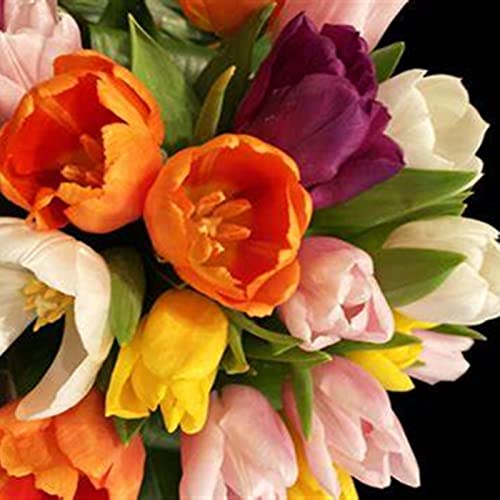 Vielfarbige Luftreinigende Zimmer - Top - Pflegeleichte, Winterharte, Garten, Balkon, Sehr Bienenfreundlich, Tulpen Rhizome,-20zwiebelns-I Vielfarbige Luftreinigende Zimmer - Top - Pflegeleichte, Winterharte, Garten, Balkon, Sehr Bienenfreundlich, Tulpen Rhizome,-20zwiebelns-I von VNGMXF