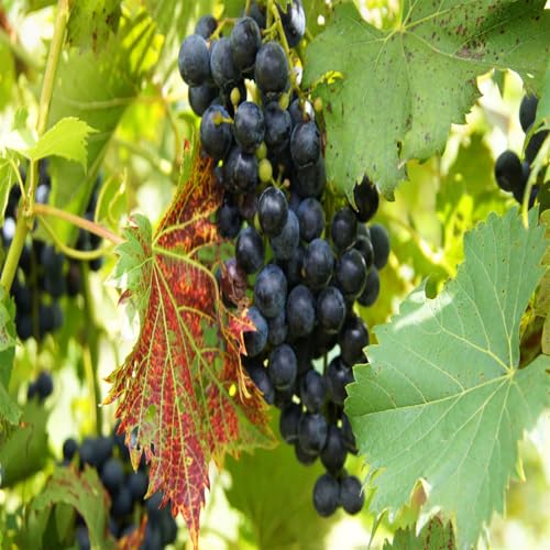 Weinreben, Einfach Anzubauen. Weintrauben Pflanzen, Lockt BestäUber An, Winterhart, Anpassbar An Verschiedene Klimazonen. Top Qualität, Winterharte Frühblüher, 4zwiebeln-d Weinreben, Einfach Anzubauen. Weintrauben Pflanzen, Lockt BestäUber An, Winterhart, Anpassbar An Verschiedene Klimazonen. Top Qualität, Winterharte Frühblüher, 4zwiebeln-d von VNGMXF