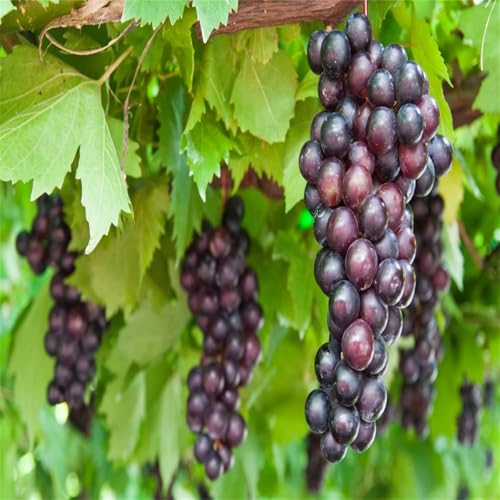 Weinreben, Einfach Anzubauen. Weintrauben Pflanzen, Winterhart, Anpassbar An Verschiedene Klimazonen. Top Qualität, Winterharte Frühblüher, 4zwiebeln-c Weinreben, Einfach Anzubauen. Weintrauben Pflanzen, Winterhart, Anpassbar An Verschiedene Klimazonen. Top Qualität, Winterharte Frühblüher, 4zwiebeln-c von VNGMXF
