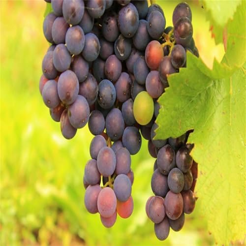 Weintrauben Rhizome, Mehrfarbig Ertragreicher. Winterharte Frühblüher, Weinreben, Verschiedene Klimazonen. Winterhart Top Qualität, 2zwiebeln-g Weintrauben Rhizome, Mehrfarbig Ertragreicher. Winterharte Frühblüher, Weinreben, Verschiedene Klimazonen. Winterhart Top Qualität, 2zwiebeln-g von VNGMXF