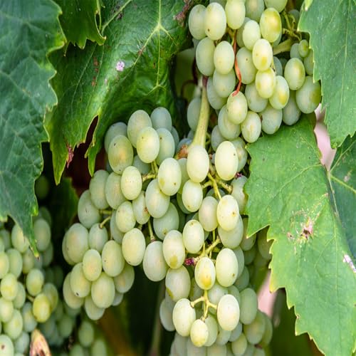 Weintrauben Rhizome, Winterhart Top Qualität, Weinreben, Mehrfarbig Ertragreicher. Verschiedene Klimazonen. Winterharte Frühblüher,-4zwiebeln-i von VNGMXF