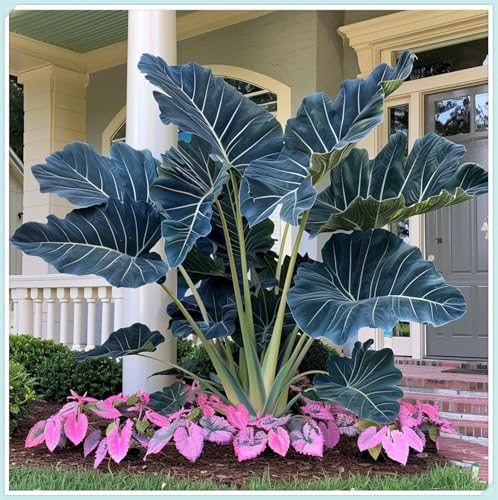 Winterhart, Perfekte Geschenkidee, MehrjäHrig, Elefantenohr, Mehrfarbig Großformat, Perfekte Geschenkidee, 8zwiebeln-c Winterhart, Perfekte Geschenkidee, MehrjäHrig, Elefantenohr, Mehrfarbig Großformat, Perfekte Geschenkidee, 8zwiebeln-c von VNGMXF