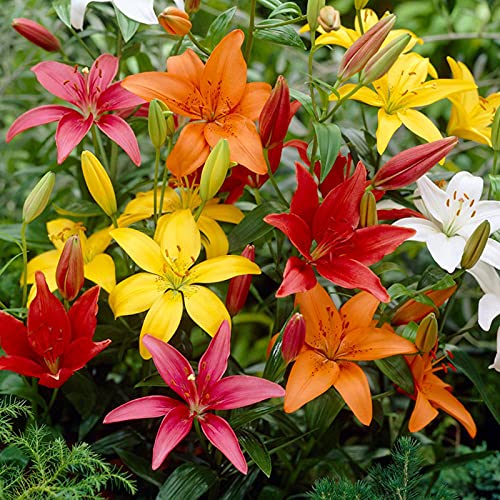 Winterhart AußEnbereich, Leicht Zu Pflegen. Bienenfreundlich, Mehrfarbig Ertragreicherg. Einfach Anzubauen, Pflegeleicht, -10 Lilien -J von VNGMXF