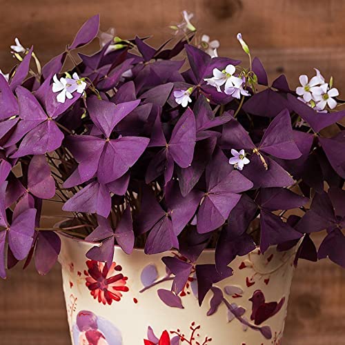 Winterhart AußEnbereich, Sehr Exklusiv, Mehrfarbig Ertragreicherg. Pflegeleicht, Einfach Anzubauen, Bienenfreundlich, -10 Oxalis -B Winterhart AußEnbereich, Sehr Exklusiv, Mehrfarbig Ertragreicherg. Pflegeleicht, Einfach Anzubauen, Bienenfreundlich, -10 Oxalis -B von VNGMXF