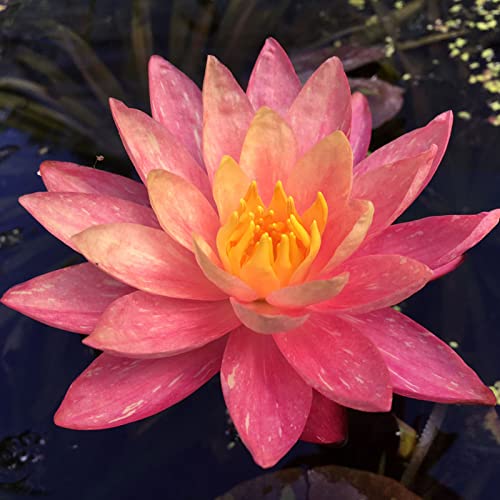 Winterhart Pflanzen, Seerosenpflanze, Dauerblüher, Mehrfarbig Ertragreicherg. Pflegeleicht, Lotus Samen, RaritäT Mehrfarbige, Magic of Nature, 100pcs-h von VNGMXF