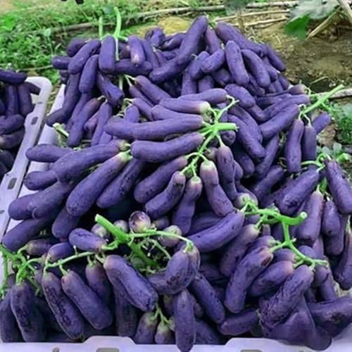 Winterhart Top Qualität, Weinreben, Verschiedene Klimazonen. Winterharte Frühblüher, Weintrauben Rhizome, Mehrfarbig Ertragreicher. -1zwiebeln-f Winterhart Top Qualität, Weinreben, Verschiedene Klimazonen. Winterharte Frühblüher, Weintrauben Rhizome, Mehrfarbig Ertragreicher. -1zwiebeln-f von VNGMXF