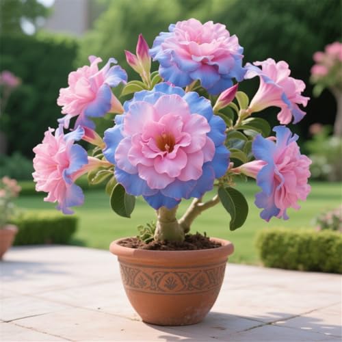 WüStenrosen Rhizome, Zierliche Blattform, Perfekte Geschenkidee, Mehrfarbig Ertragreicher. Winterhart Rhizome, Ein Echter Blickfang, Desert Rose Rhizome,-1zwiebeln-E WüStenrosen Rhizome, Zierliche Blattform, Perfekte Geschenkidee, Mehrfarbig Ertragreicher. Winterhart Rhizome, Ein Echter Blickfang, Desert Rose Rhizome,-1zwiebeln-E von VNGMXF