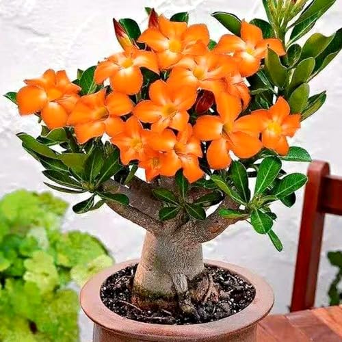 WüStenrosen Rhizome, Zierliche Blattform, Perfekte Geschenkidee, Mehrfarbig Ertragreicher. Winterhart Rhizome, Ein Echter Blickfang, Desert Rose Rhizome,-3zwiebeln-D von VNGMXF