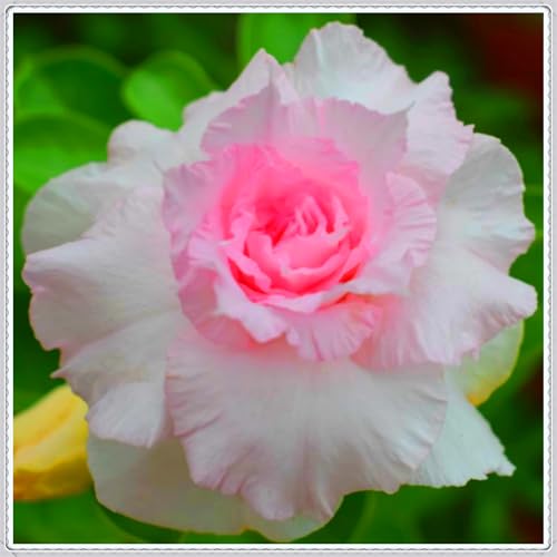 WüStenrosen Rhizome, Zierliche Blattform, Winterhart Rhizome, Perfekte Geschenkidee, Mehrfarbig Ertragreicher. Ein Echter Blickfang, Desert Rose Rhizome,-1zwiebeln-E WüStenrosen Rhizome, Zierliche Blattform, Winterhart Rhizome, Perfekte Geschenkidee, Mehrfarbig Ertragreicher. Ein Echter Blickfang, Desert Rose Rhizome,-1zwiebeln-E von VNGMXF