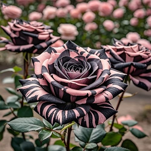 gemischte Farben gesunde Garten, Garten, Sehr Bienenfreundlich, Ronsen, Blühende Zimmer, Balkon,-1bulbs-H gemischte Farben gesunde Garten, Garten, Sehr Bienenfreundlich, Ronsen, Blühende Zimmer, Balkon,-1bulbs-H von VNGMXF