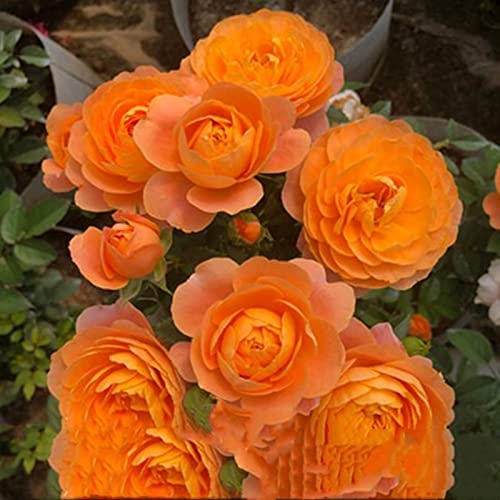 gemischte Farben gesunde Garten, Garten, Sehr Bienenfreundlich, Ronsen, Blühende Zimmer, Balkon,-2bulbs-I von VNGMXF