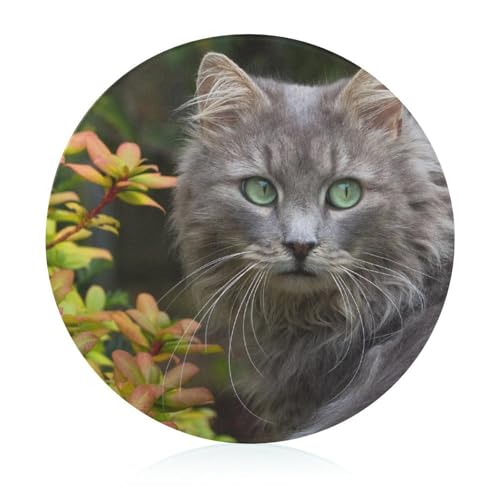 Katze Schneidbrett Rutschfest Glasbrett Glasschneidebrett Für Obst Gemüse Fleisch 20 cm von VNJVPWLQW