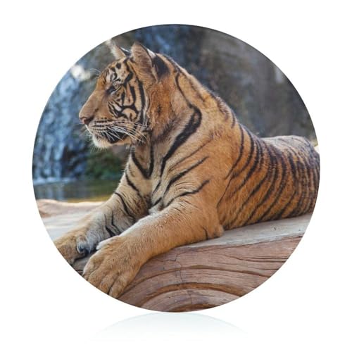 Tiger Schneidbrett Rutschfest Glasbrett Glasschneidebrett Für Obst Gemüse Fleisch 20 cm von VNJVPWLQW