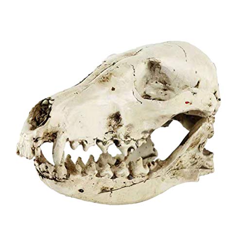 VOSAREA Harz Fuchs Schädel Handwerk Replik Fuchs Schädel Skelett Halloween Party Ornament von VOSAREA