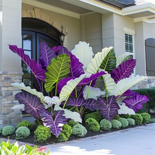 Elefantenohr-Rhizom, GartenschäTze, Riesige Blattpflanzen, Professionelle Bepflanzung, Tropische Dekoration, Stauden-5 Rhizom-E Elefantenohr-Rhizom, GartenschäTze, Riesige Blattpflanzen, Professionelle Bepflanzung, Tropische Dekoration, Stauden-5 Rhizom-E von VTYIWEKD