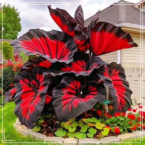 Elefantenohr-Rhizom, Tropische Dekoration, Geeignet FüR Alle Jahreszeiten, Riesige Blattpflanzen, GartenschäTze-5 Rhizom-E Elefantenohr-Rhizom, Tropische Dekoration, Geeignet FüR Alle Jahreszeiten, Riesige Blattpflanzen, GartenschäTze-5 Rhizom-E von VTYIWEKD