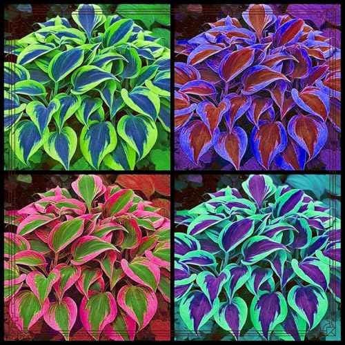 Funkie-Rhizom, MehrjäHrig, Schnellwachsend, Professionelle Bepflanzung, WunderschöNe Garten - Und Heimdekoration-15 Rhizom-I von VTYIWEKD