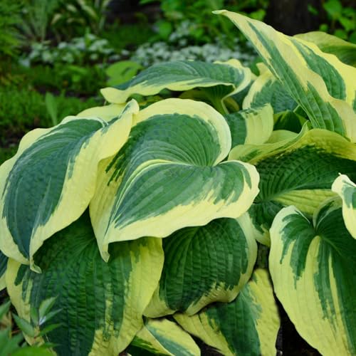 Funkien-Rhizom-Pflanztopf, Geeignet FüR AnfäNger, Staudenbepflanzung-10 Rhizom-F Funkien-Rhizom-Pflanztopf, Geeignet FüR AnfäNger, Staudenbepflanzung-10 Rhizom-F von VTYIWEKD