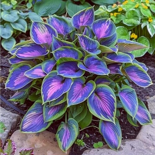 Hybrid-Funkien-Rhizom | Eine KräFtige Sorte FüR Einen SchöNen Staudengarten Im Sommer - Bevorzugt Schatten Oder Halbschatten-15 Rhizom-D von VTYIWEKD
