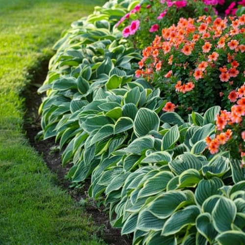 Hybrid-Funkien-Rhizom | Eine KräFtige Sorte FüR Einen SchöNen Staudengarten Im Sommer - Bevorzugt Schatten Oder Halbschatten-6 Rhizom-A von VTYIWEKD