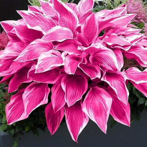 Hybrid-Funkien-Rhizom | Eine KräFtige Sorte FüR Einen SchöNen Staudengarten Im Sommer - Bevorzugt Schatten Oder Halbschatten-8 Rhizom-C von VTYIWEKD