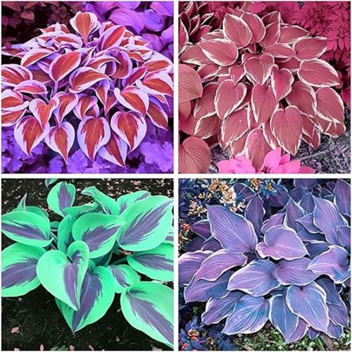Hybrid-Funkien-Rhizom | Eine KräFtige Sorte FüR Einen SchöNen Staudengarten Im Sommer - Bevorzugt Schatten Oder Halbschatten-8 Rhizom-F von VTYIWEKD