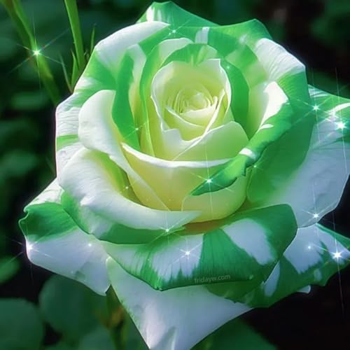 Seltene Rosen-Rhizom FüR Die Freilandbepflanzung – Winterharte Stauden FüR Einen Farbenfrohen Garten-5 Rhizom-C von VTYIWEKD