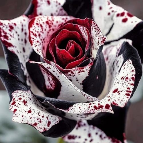 Seltene Rosen-Rhizom – Winterharte - RosenblüTen FüR FrüHlingsgäRten, Perfekt FüR Die BestäUbung Zu Hause-2 Rhizom-C von VTYIWEKD
