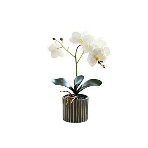 VUIUYOIES Künstliche Orchideen Blumen Bonsai mit Topf Phalaenopsis Home Office Garden Bright Color Figur für den Außenbereich, Weiss von VUIUYOIES