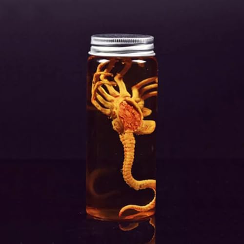 VUSLB 1/6 Scale ActionFigurn Miniature Figur Collectible Predator Alien Facehugger Model & Glass Tank Fit for 12inch Scene Props ActionFigurn Accessories(FG032 Facehugger) von VUSLB