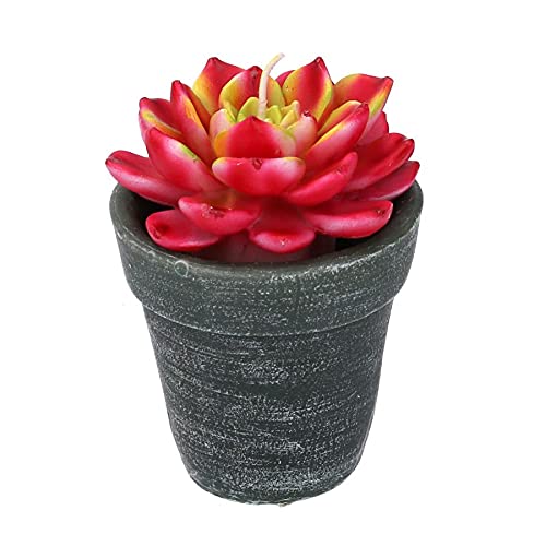 Vacchetti Paraffin-Kerze Cactus mit rundem Vase, mittelgroß von Vacchetti Giuseppe