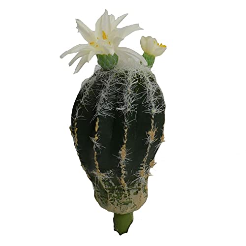 Vacchetti Ramo Cactus C/Blume Weiß, Mehrfarbig, Medium von Vacchetti Giuseppe