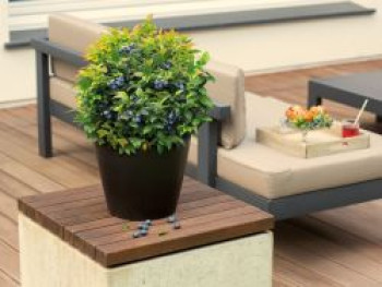 Heidelbeere BRAZEL BERRY ® 'JELLY BEAN' ®, 20-30 cm, Vaccinium corymbosum BRAZEL BERRY ® 'JELLY BEAN' ®, Containerware von Vaccinium corymbosum BRAZEL BERRY ® 'JELLY BEAN' ®
