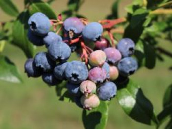 Heidelbeere 'Berkeley', 30-40 cm, Vaccinium corymbosum 'Berkeley', Containerware von Vaccinium corymbosum 'Berkeley'