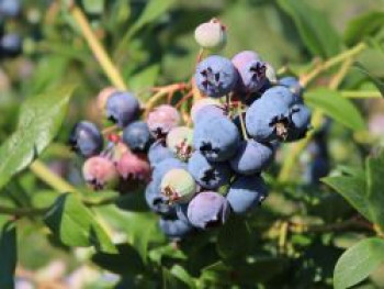 Heidelbeere 'Bluecrop', 40-60 cm, Vaccinium corymbosum 'Bluecrop', Containerware Heidelbeere 'Bluecrop', 40-60 cm, Vaccinium corymbosum 'Bluecrop', Containerware von Vaccinium corymbosum 'Bluecrop'